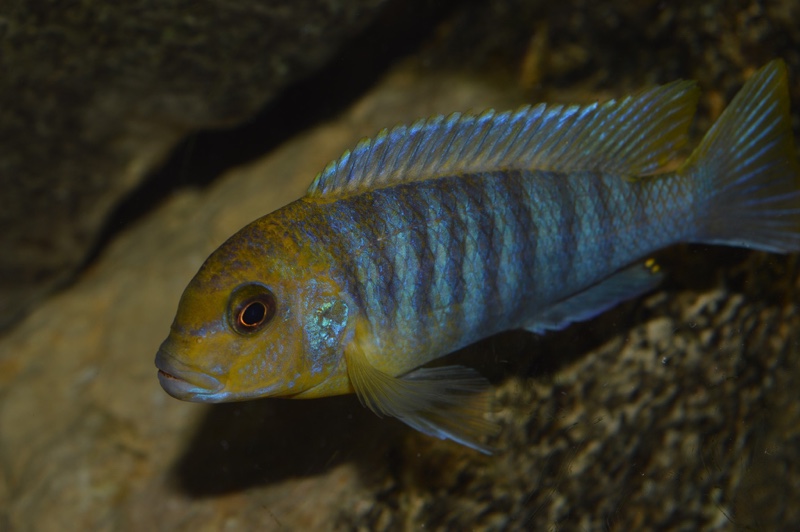 Maylandia hajomaylandi 'Chizumulu Island'